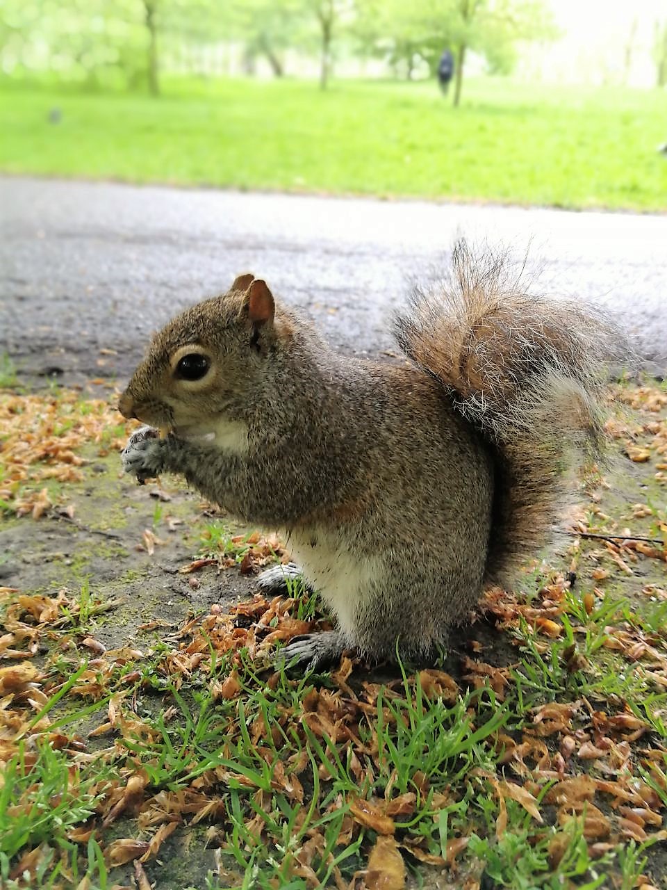 UK 2018 Squirrel